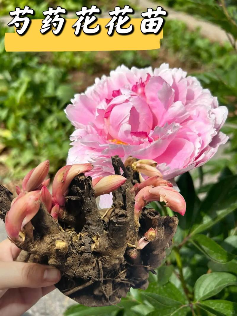 芍药花怎么养，芍药花图片？芍药花如何养？-第7张图片-优品飞百科