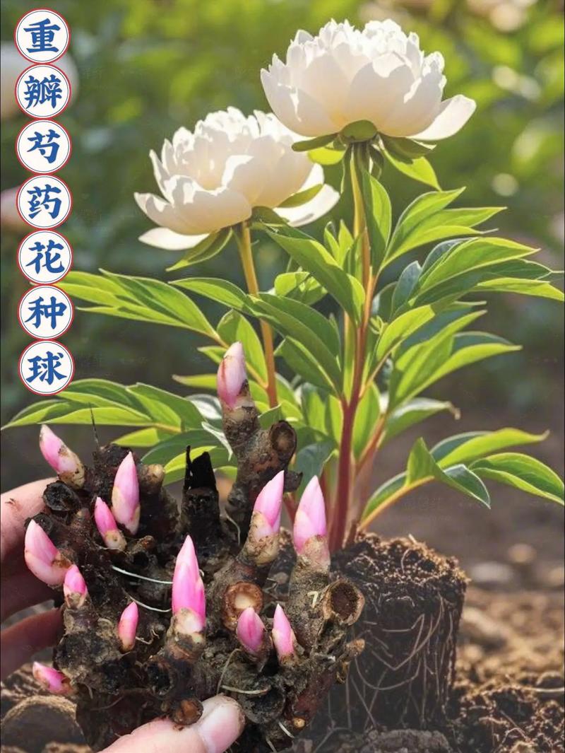 芍药花怎么养，芍药花图片？芍药花如何养？-第8张图片-优品飞百科
