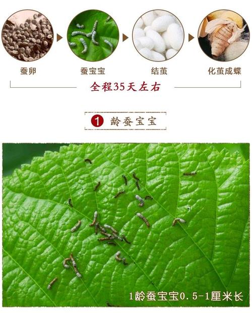 蚕宝宝吃什么，蚕宝宝吃什么叶子？-第1张图片-优品飞百科