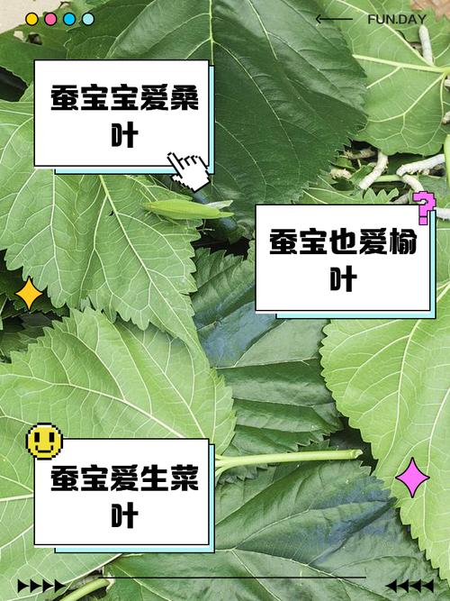 蚕宝宝吃什么，蚕宝宝吃什么叶子？-第4张图片-优品飞百科