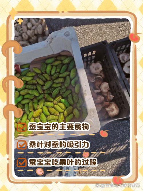 蚕宝宝吃什么，蚕宝宝吃什么叶子？-第5张图片-优品飞百科