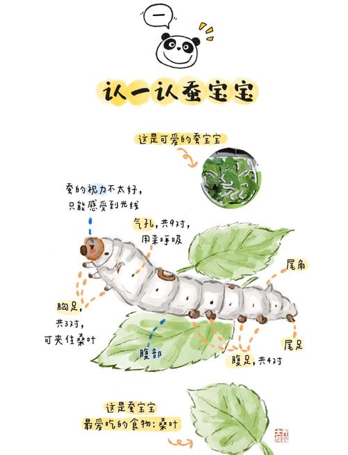蚕宝宝吃什么，蚕宝宝吃什么叶子？-第6张图片-优品飞百科