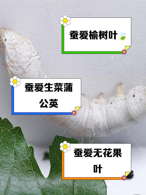 蚕宝宝吃什么，蚕宝宝吃什么叶子？-第7张图片-优品飞百科