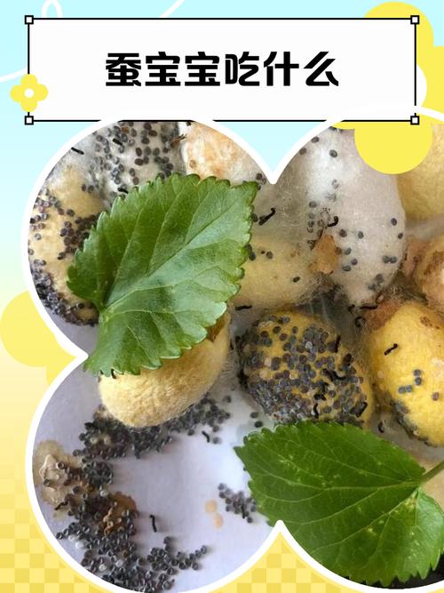 蚕宝宝吃什么，蚕宝宝吃什么叶子？-第8张图片-优品飞百科