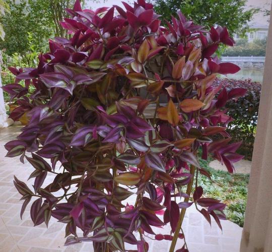 吊竹梅有毒吗，可以在室内养吗，吊竹梅在室内有什么作用？-第1张图片-优品飞百科