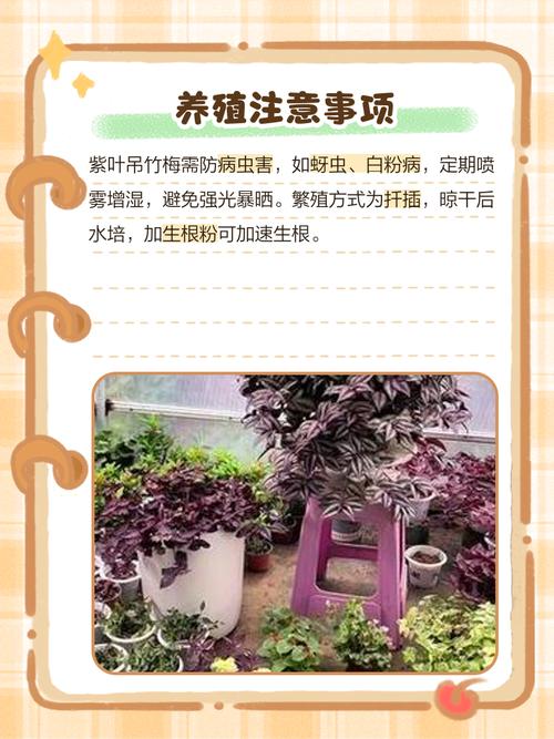 吊竹梅有毒吗，可以在室内养吗，吊竹梅在室内有什么作用？-第2张图片-优品飞百科