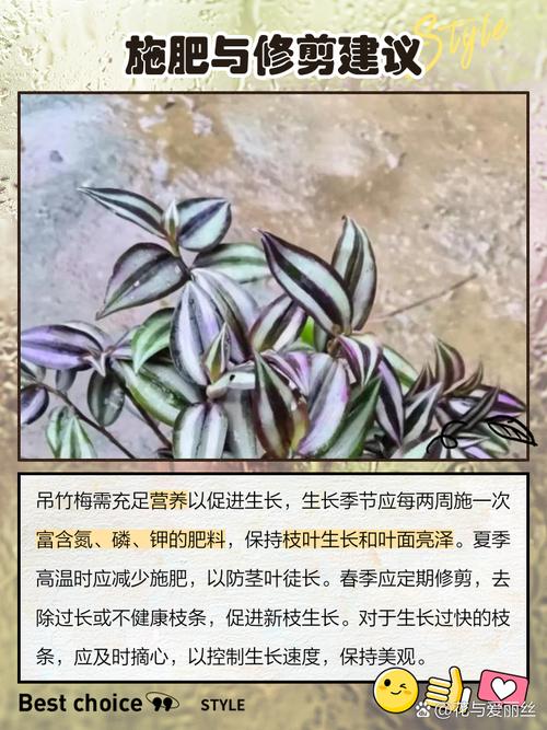 吊竹梅有毒吗，可以在室内养吗，吊竹梅在室内有什么作用？-第4张图片-优品飞百科