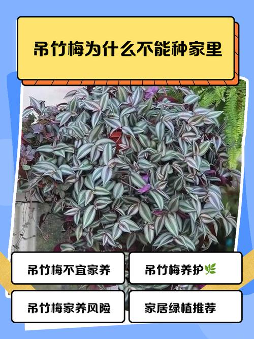 吊竹梅有毒吗，可以在室内养吗，吊竹梅在室内有什么作用？-第5张图片-优品飞百科