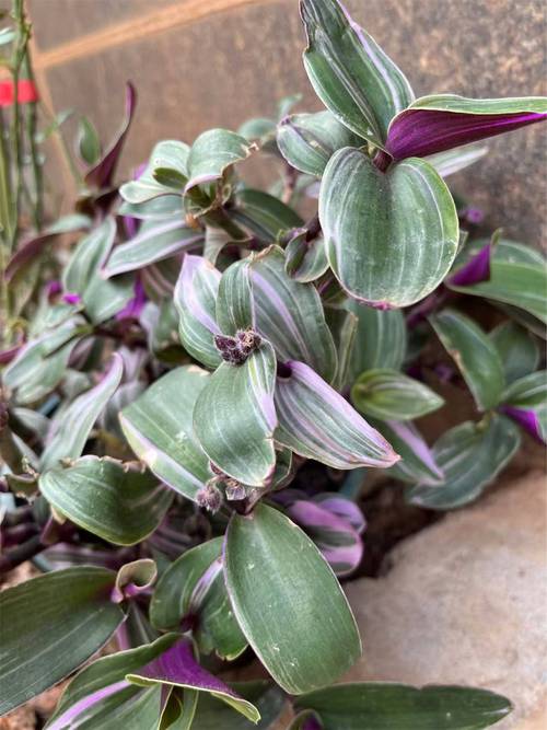 吊竹梅有毒吗，可以在室内养吗，吊竹梅在室内有什么作用？-第6张图片-优品飞百科