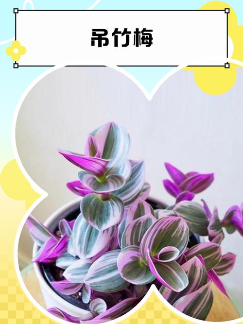 吊竹梅有毒吗，可以在室内养吗，吊竹梅在室内有什么作用？-第7张图片-优品飞百科