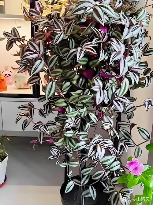 吊竹梅有毒吗，可以在室内养吗，吊竹梅在室内有什么作用？-第8张图片-优品飞百科