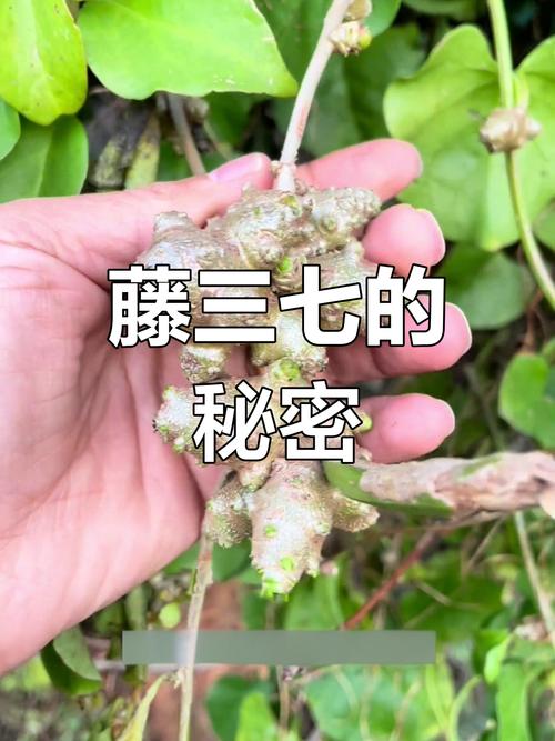 田七和三七有什么区别？小孩长个吃三七最佳时期？-第2张图片-优品飞百科