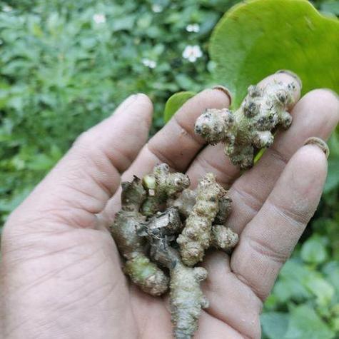 田七和三七有什么区别？小孩长个吃三七最佳时期？-第3张图片-优品飞百科