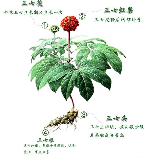 田七和三七有什么区别？小孩长个吃三七最佳时期？-第4张图片-优品飞百科