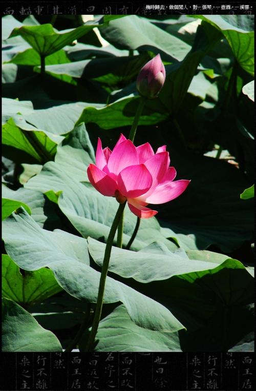 伊春适合养什么花，市花和市树是什么？伊春赏花？-第2张图片-优品飞百科