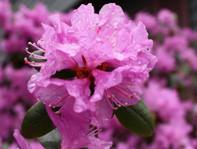 伊春适合养什么花，市花和市树是什么？伊春赏花？-第3张图片-优品飞百科