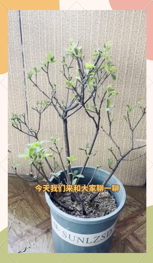 伊春适合养什么花，市花和市树是什么？伊春赏花？-第4张图片-优品飞百科