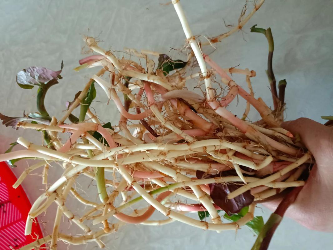 为什么有人不吃鱼腥草，怎么挑选鱼腥草？买鱼腥草怎样挑选?？-第2张图片-优品飞百科