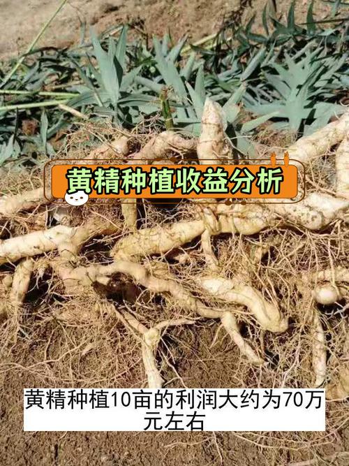 包含黄精种植一亩投资多少的词条-第1张图片-优品飞百科