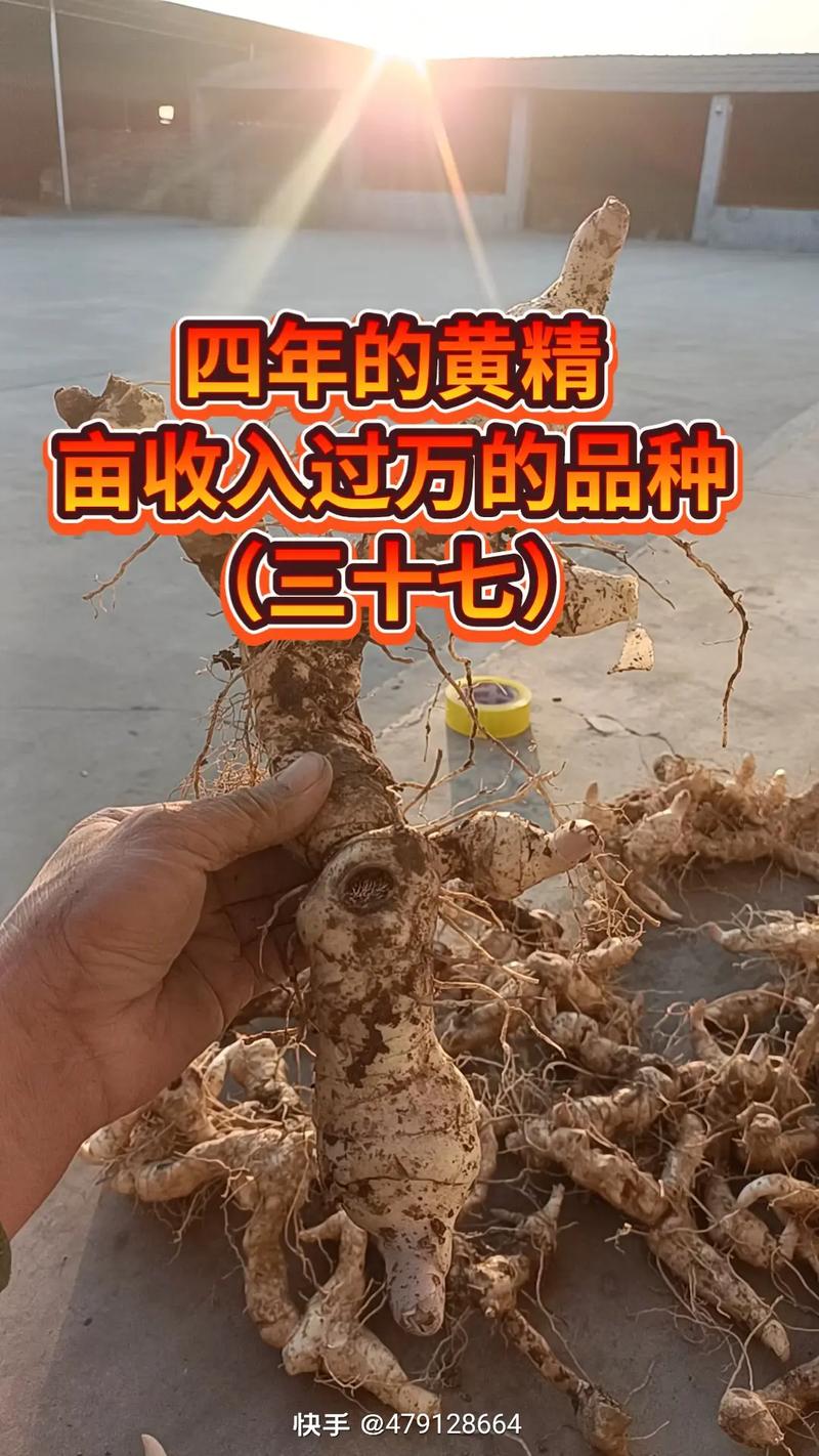 包含黄精种植一亩投资多少的词条-第2张图片-优品飞百科