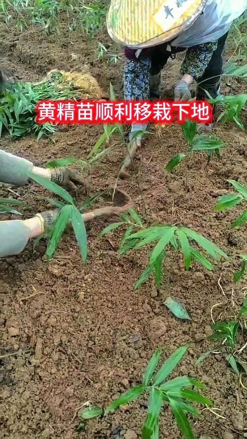 包含黄精种植一亩投资多少的词条-第3张图片-优品飞百科