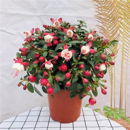 倒挂金钟有毒吗?，倒挂金钟有什么危害？-第1张图片-优品飞百科