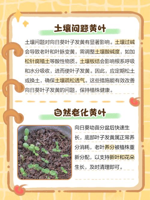 黄葵的养殖方法和注意事项?黄葵的养殖方法和注意事项视频?-第4张图片-优品飞百科 黄葵的养殖方法和注意事项?黄葵的养殖方法和注意事项视频?-第4张图片-优品飞百科