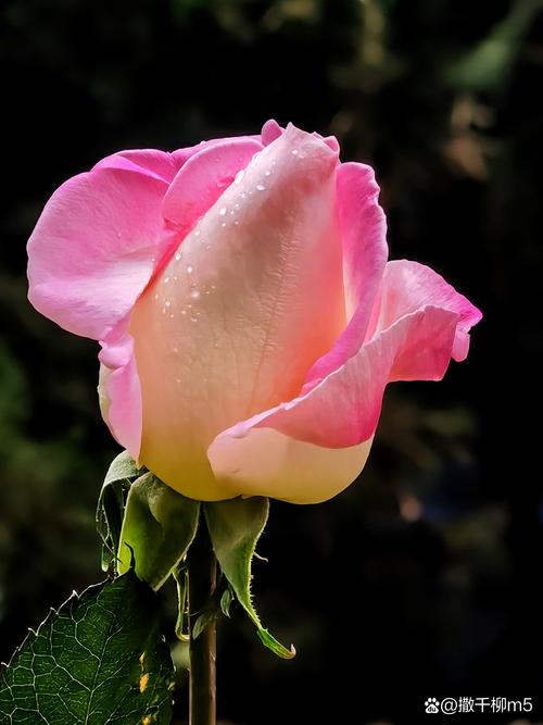 圣诞玫瑰有毒吗，圣诞玫瑰有毒吗图片