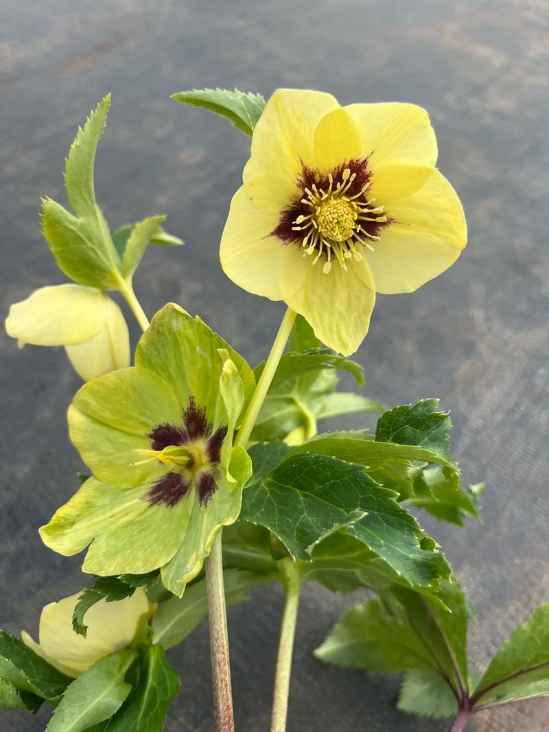 圣诞玫瑰有毒吗，圣诞玫瑰有毒吗图片-第3张图片-优品飞百科