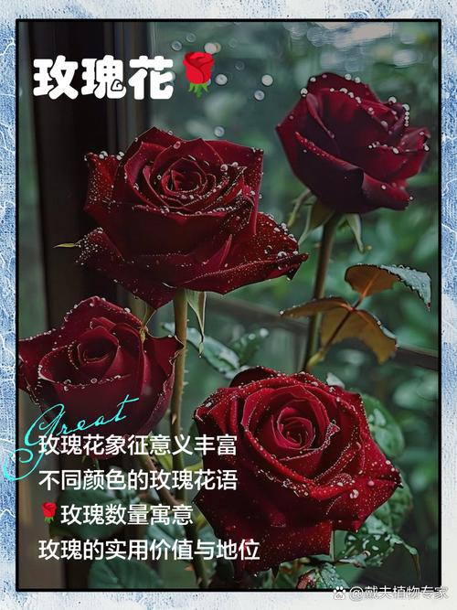 圣诞玫瑰有毒吗，圣诞玫瑰有毒吗图片-第4张图片-优品飞百科