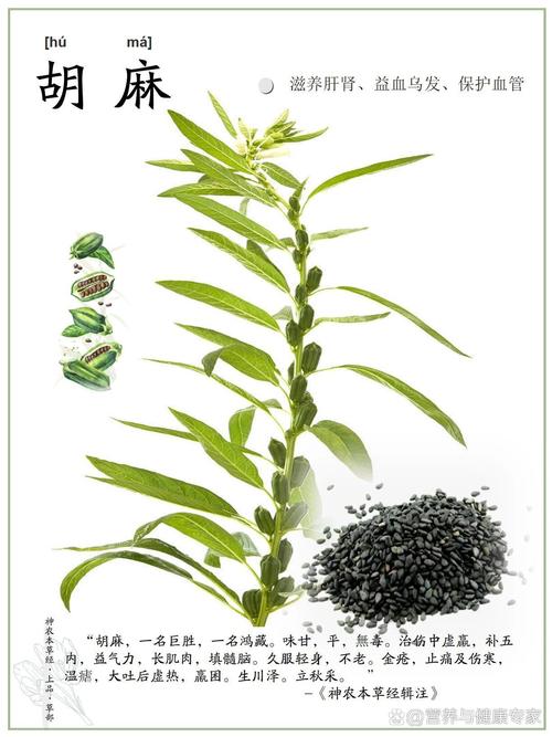 胡麻花的养殖方法，胡麻的种植方法及产量？-第1张图片-优品飞百科