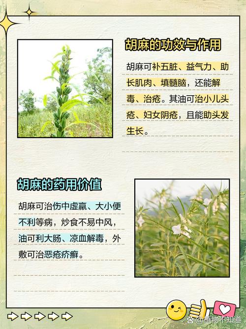 胡麻花的养殖方法，胡麻的种植方法及产量？-第4张图片-优品飞百科