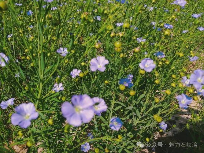 胡麻花的养殖方法，胡麻的种植方法及产量？-第5张图片-优品飞百科