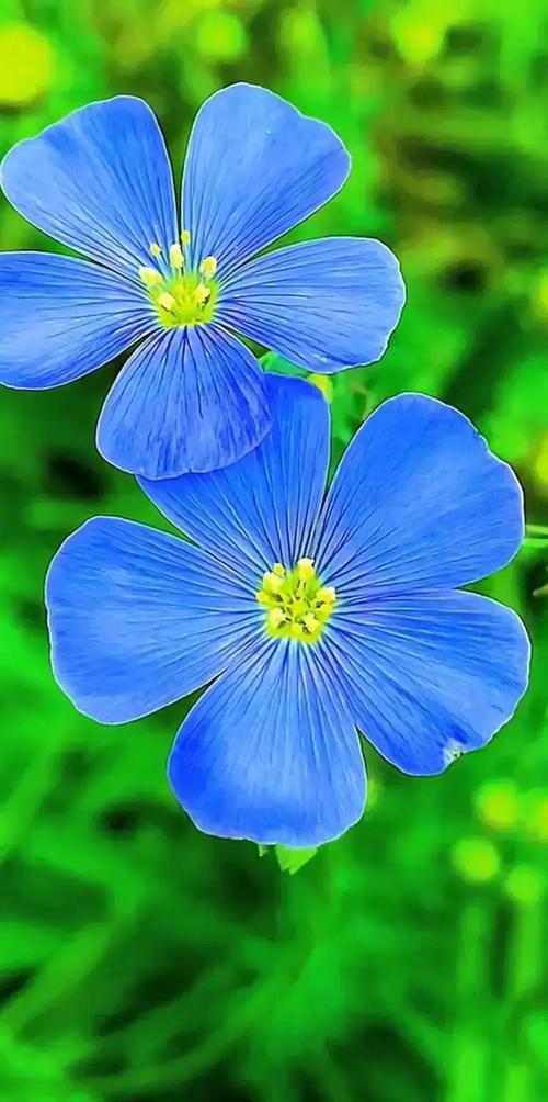 胡麻花的养殖方法，胡麻的种植方法及产量？-第8张图片-优品飞百科