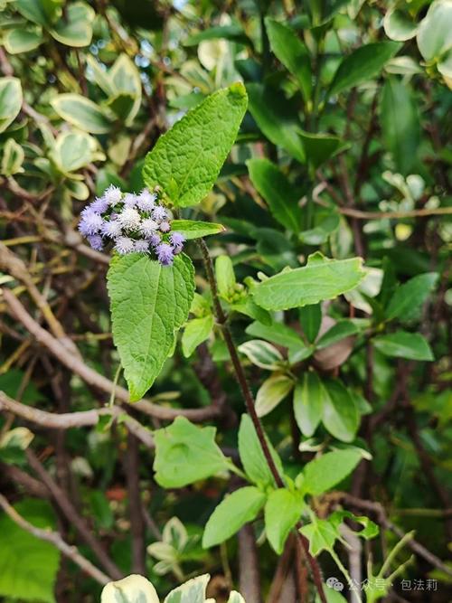藿香蓟有毒吗，藿香蓟的用处-第1张图片-优品飞百科