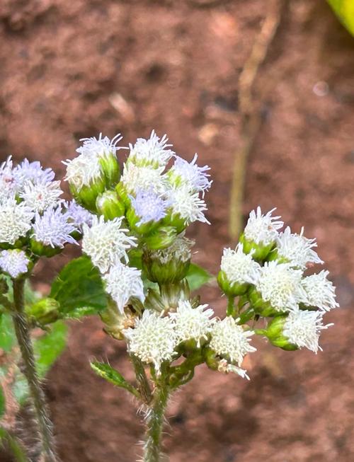 藿香蓟有毒吗，藿香蓟的用处-第2张图片-优品飞百科