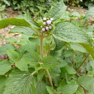 藿香蓟有毒吗，藿香蓟的用处-第3张图片-优品飞百科