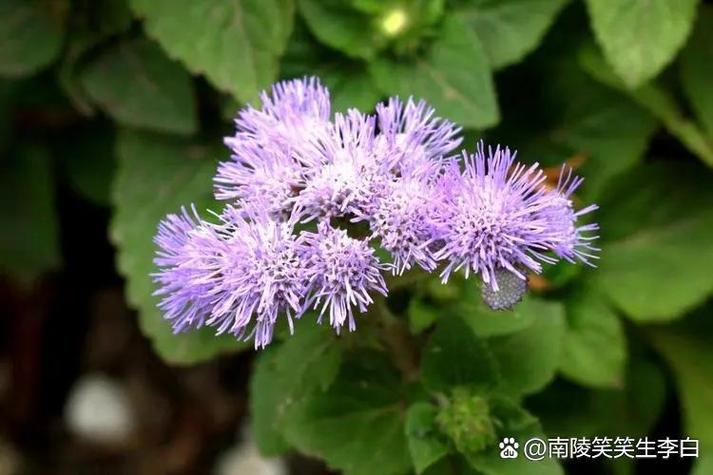 藿香蓟有毒吗，藿香蓟的用处-第5张图片-优品飞百科