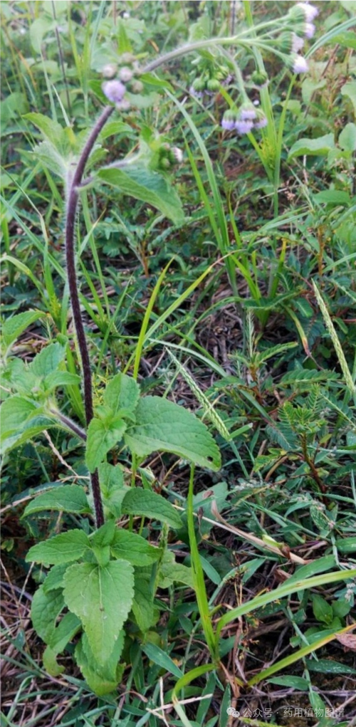 藿香蓟有毒吗，藿香蓟的用处-第4张图片-优品飞百科