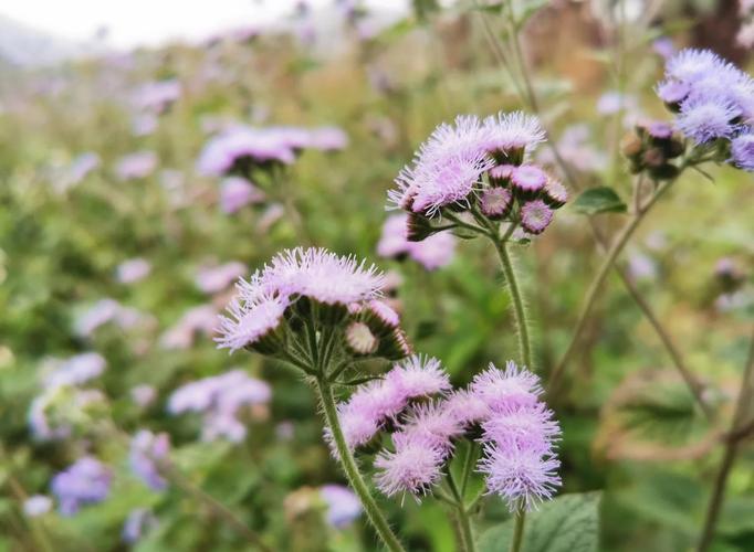 藿香蓟有毒吗，藿香蓟的用处-第6张图片-优品飞百科