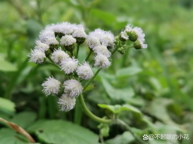 藿香蓟有毒吗，藿香蓟的用处-第7张图片-优品飞百科