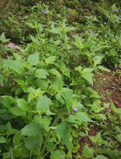 藿香蓟有毒吗，藿香蓟的用处-第8张图片-优品飞百科