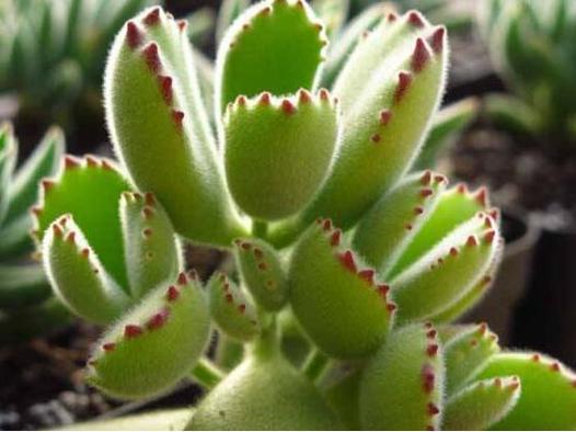 熊童子有毒吗，熊童子的好处？-第1张图片-优品飞百科