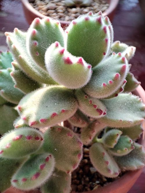 熊童子有毒吗，熊童子的好处？-第2张图片-优品飞百科