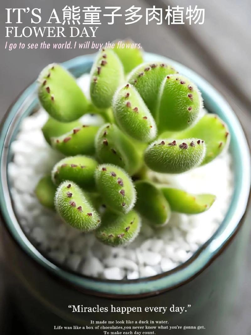 熊童子有毒吗，熊童子的好处？-第3张图片-优品飞百科