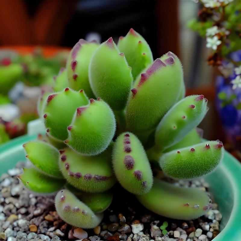 熊童子有毒吗，熊童子的好处？-第4张图片-优品飞百科