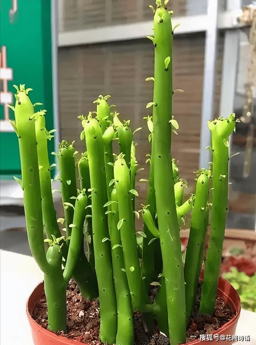 熊童子有毒吗，熊童子的好处？-第5张图片-优品飞百科