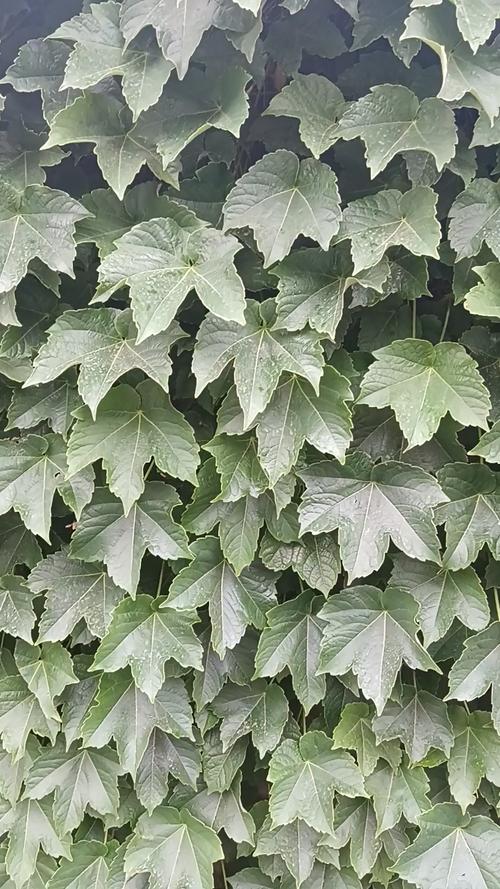 爬山虎是什么植物，叶子有什么特点，爬山虎是什么植物,叶子有什么特点呢-第2张图片-优品飞百科