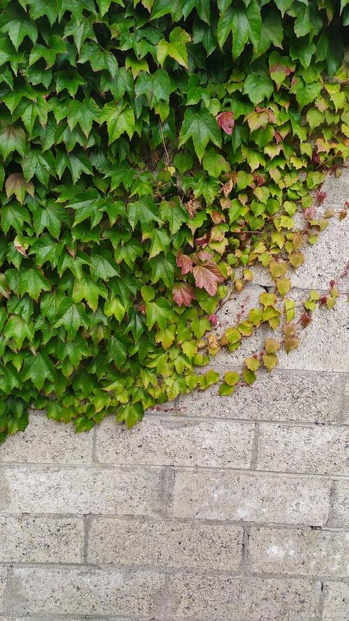 爬山虎是什么植物，叶子有什么特点，爬山虎是什么植物,叶子有什么特点呢-第4张图片-优品飞百科