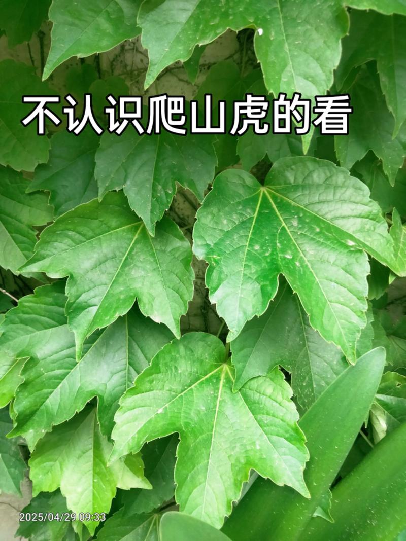 爬山虎是什么植物，叶子有什么特点，爬山虎是什么植物,叶子有什么特点呢-第6张图片-优品飞百科